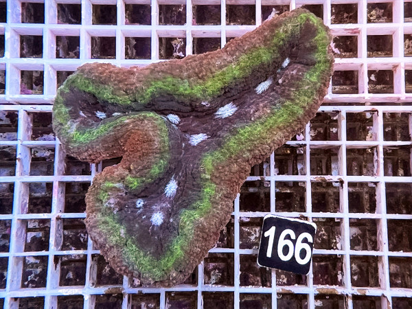 Symphyllia spec. - Hirnkoralle ultra (166)