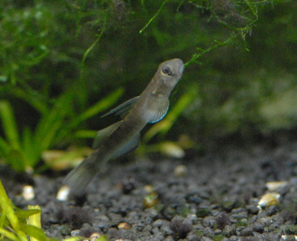 Sicyopterus japonicus - Mountain rock goby