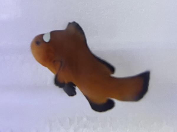 Amphiprion ocellaris - Mocha Domino NZ