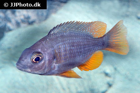 Labidochromis sp. - Nkali