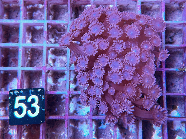 Goniopora spec. purple (53)