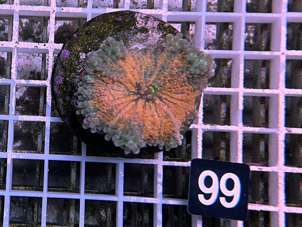 Ricordea yuma - Yuma Scheibenanemonen,rot Einzelpolyp (99)