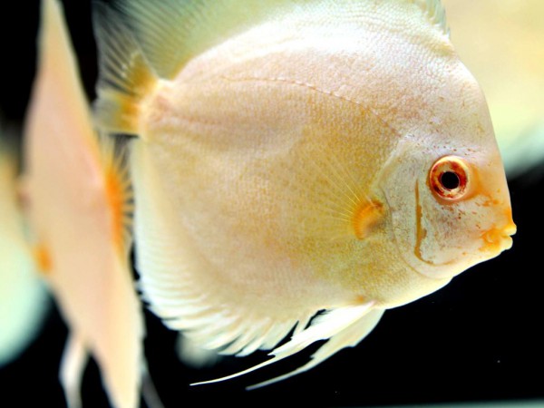 Symphysodon aequifasciatus - Albino Blue Diamond, 10-12cm