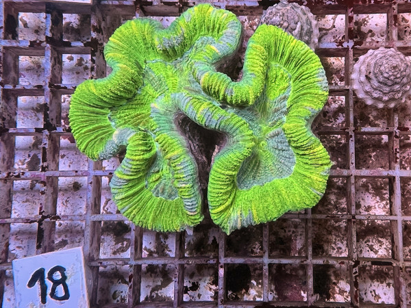 Trachyphyllia geoffroyi neon green (18)