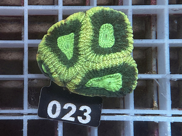 Favia spec.- ultra (023)