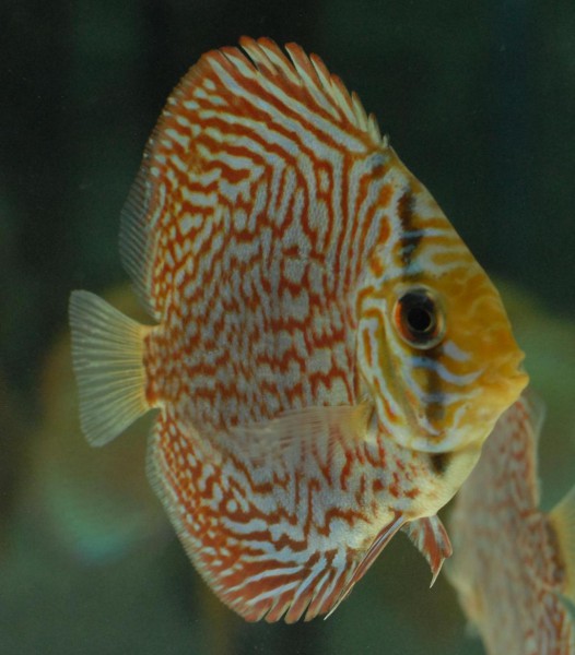 Symphysodon aequifasciatus - Diskus Red Snakeskin 7-8 cm