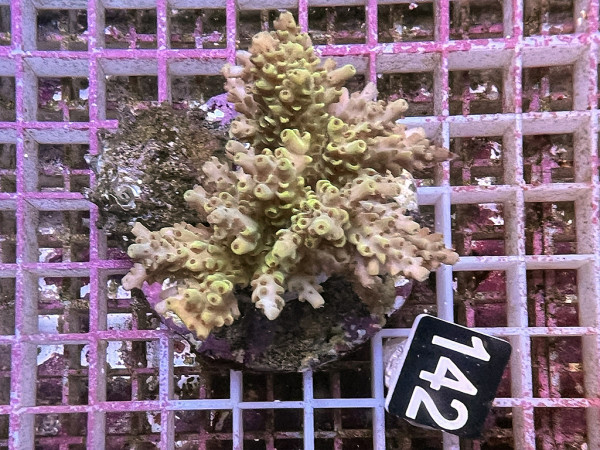 Acropora selago (142)