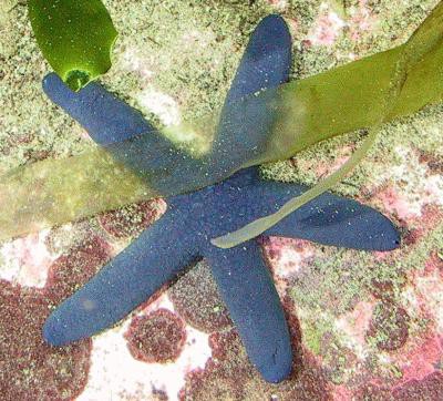 Linckia laevigata - blauer Rundarmseestern
