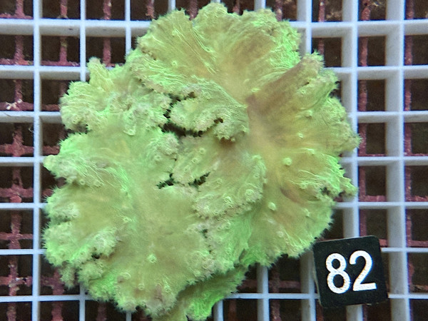 Sinularia dura - neon grün (82)
