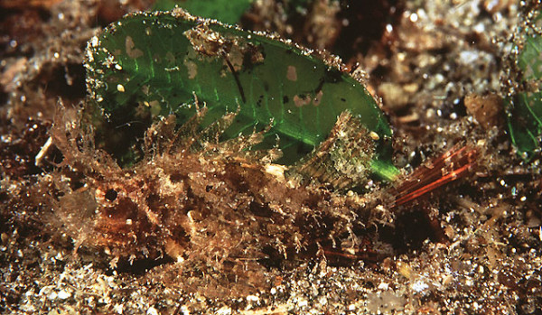 Pteroidichthys amboinensis - Ambon-Scorpionsfisch