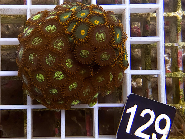 Zoanthus spec. - Krustenanemonen Frag (129)