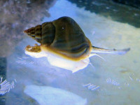 Nassarius spec. - pazifische Reusenschnecke Nassarius spec. - pazifische Reusenschnecke