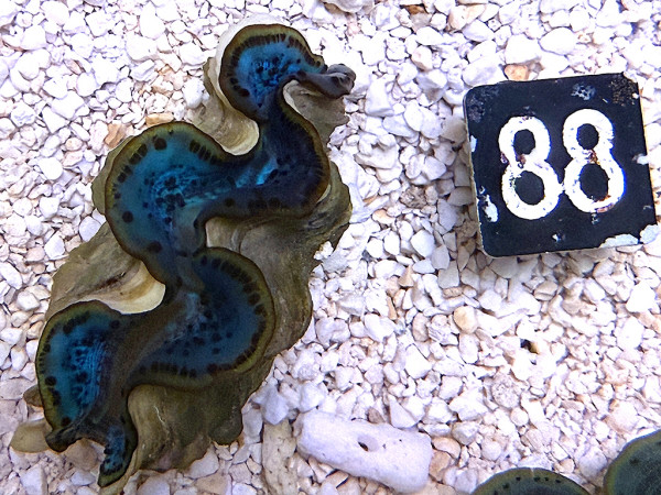 Tridacna maxima 5 cm (88)