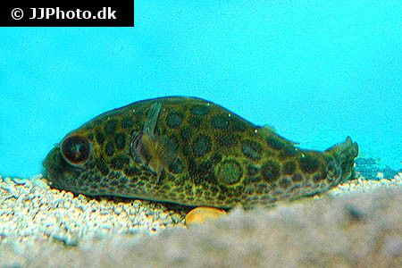 Tetraodon turgidus - Brauner Kugelfisch