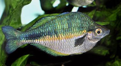 Melanotaenia lacustris - Aquamarin-Regenbogenfisch