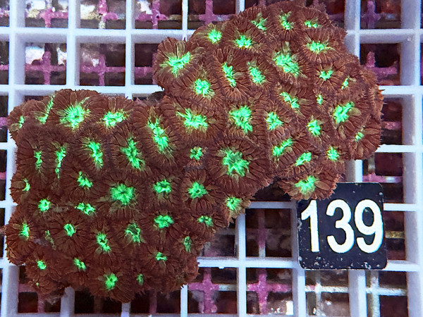 Blastomussa merleti (139)
