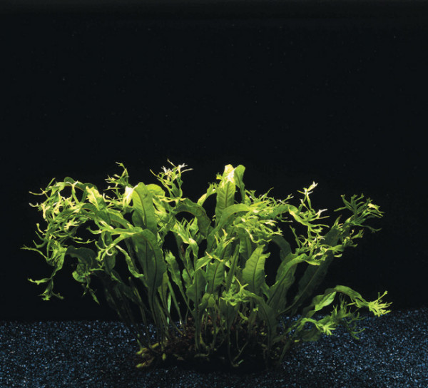 Microsorium pteropus Windelov - Pflanzen im Topf