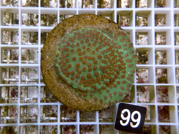 Cyphastrea spec. - Cyphastrea Meteor Shower (99)