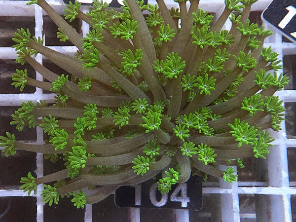 Alveopora spec. - Margeritenkoralle, grün (104)
