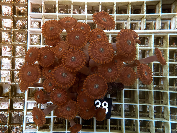 Palythoa spec. - Krustenanemonen (38)