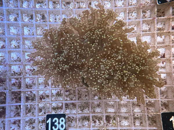 Euphyllia yaeyamaensis gold (138)