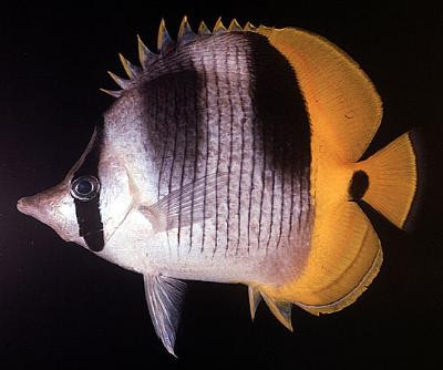Chaetodon ulietensis - Doppelsattel-Falterfisch