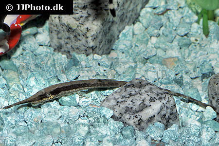 Farlowella gracilis - Schlanker Nadelwels