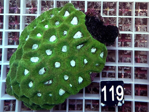 Goniastrea spec. (119)
