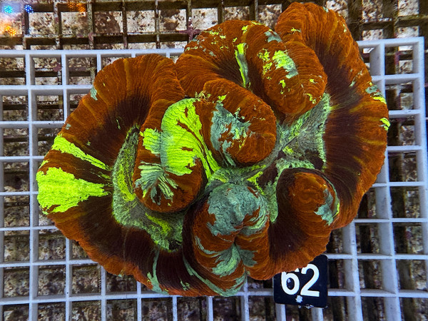 Trachyphyllia geoffroyi multicolor (62)