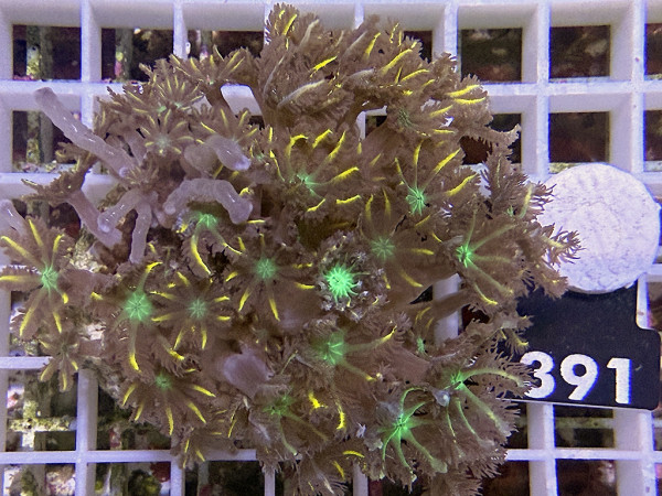 Clavularia spec. - Stolonifera, tricolor (391)