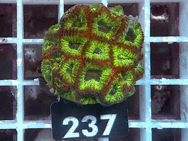 Favites spec. - ultra (237)