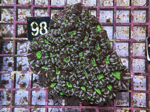 Acanthastrea spec. ultra (98)