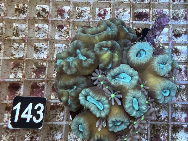 Caulastrea spp. (143)