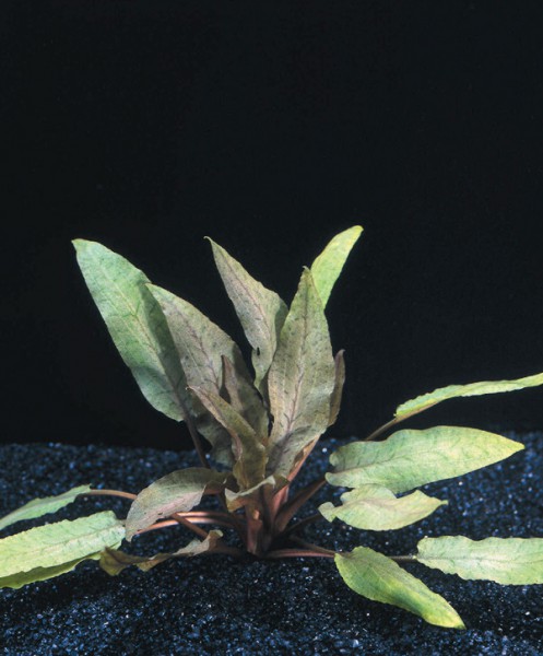 Cryptocoryne undulata - Gewellter Wasserkelch