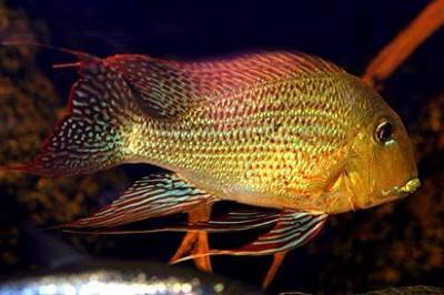 Geophagus altifrons - Hochstirn-Erdfresser