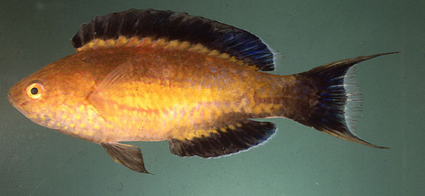 Cirrhilabrus lunatus - Sichelschwanz-Zwerglippfisch, Weichen/juv
