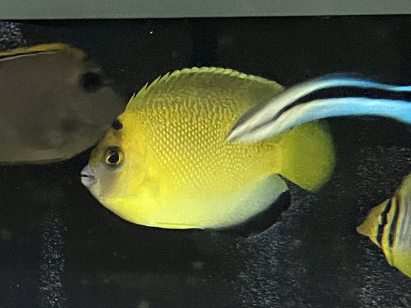 Apolemichthys armitagei - Kaiserfisch