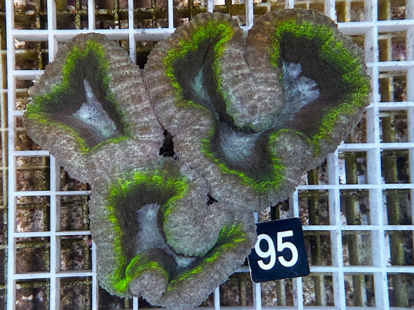 Lobophyllia spec. - Hirnkoralle ultra (95)