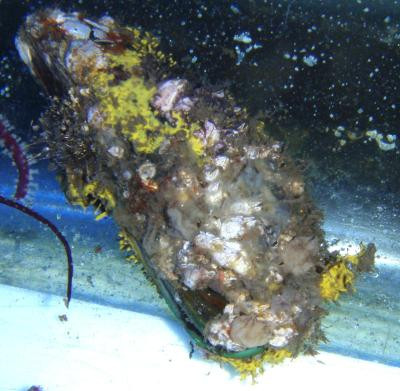 Mythilidae - große Miesmuscheln (Karibik)