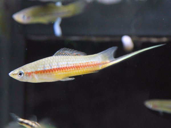 Xiphophorus alvarezi - Chiapas Schwertträger Rot