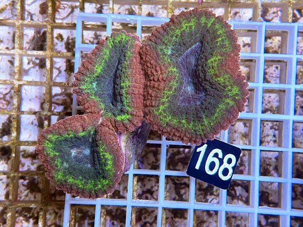 Lobophyllia spec. - Hirnkoralle ultra (168)