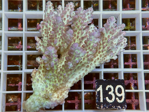 Acropora sp. ultra (139)