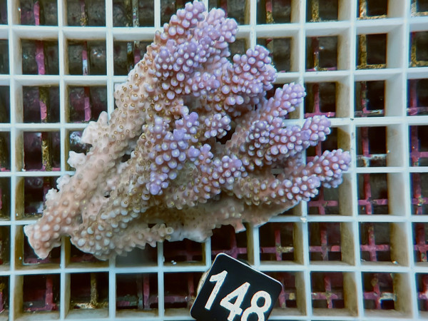 Acropora sp. ultra (148)