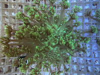 Goniopora spec. neon green (130) Goniopora spec. neon green (130)