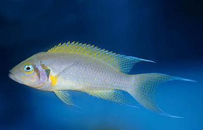Neolamprologus pulcher - Daffodil-Feenbarsch