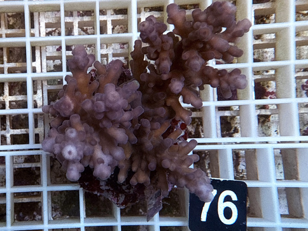 Acropora sp. (76)