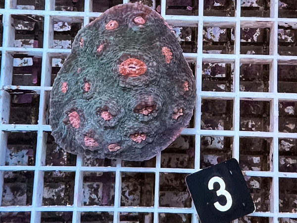 Echinophyllia spec. - Chalice ultra (3)