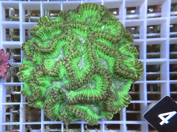 Oulophyllia spec. - Hirnkoralle (4)