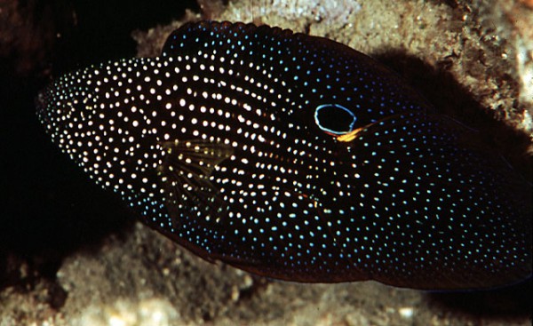 Calloplesiops altivelis - Komet-Mirakelbarsch