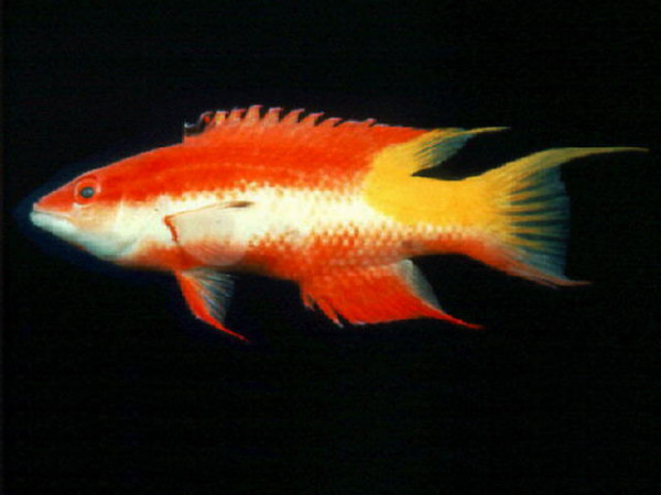 Bodianus pulchellus - Kubanischer Schweinslippfisch